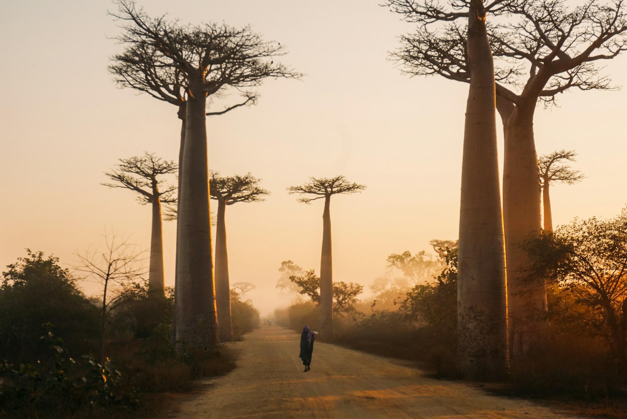 Madagascar baobabs at sunrise