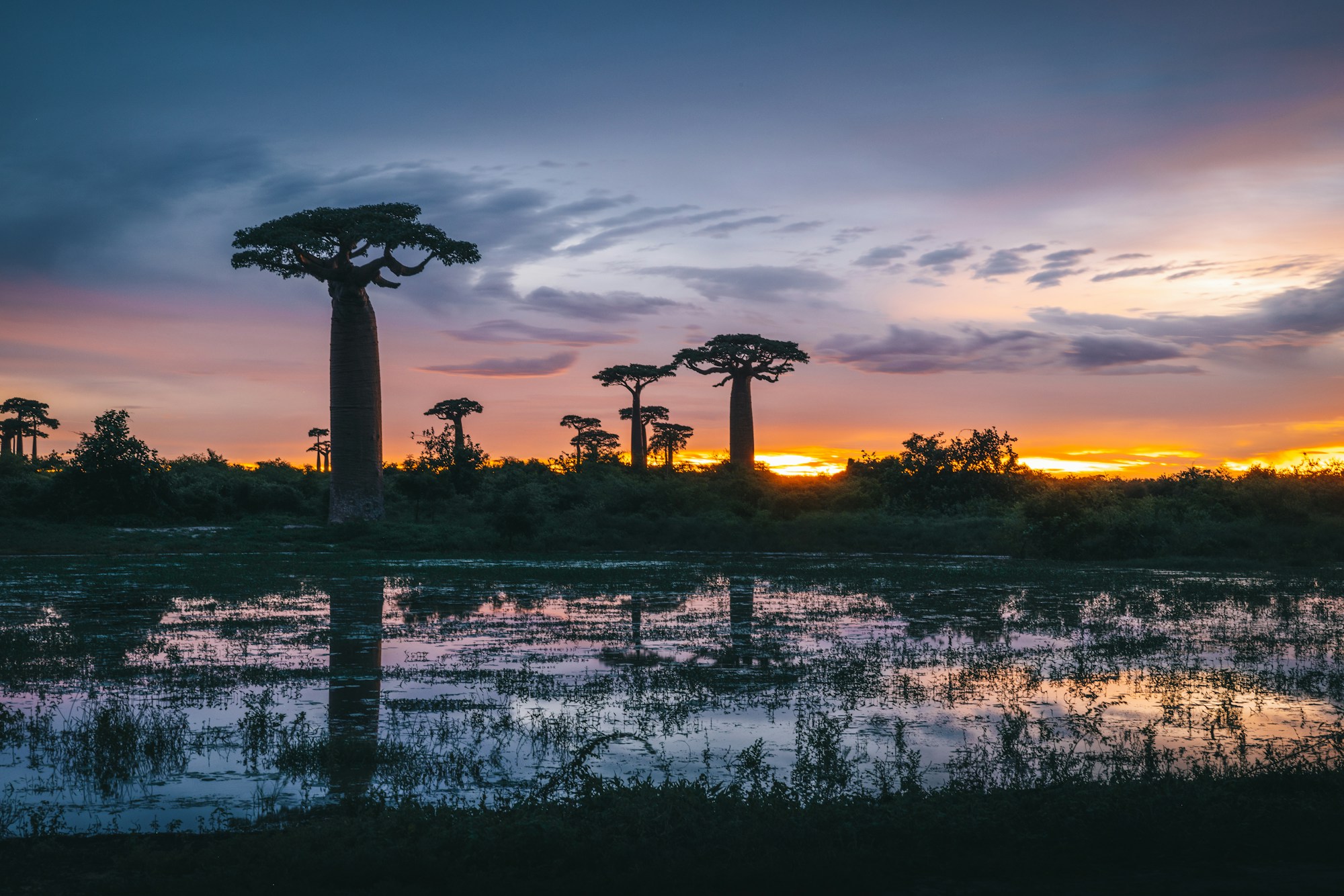 Madagascar baobabs reflected at sunset
