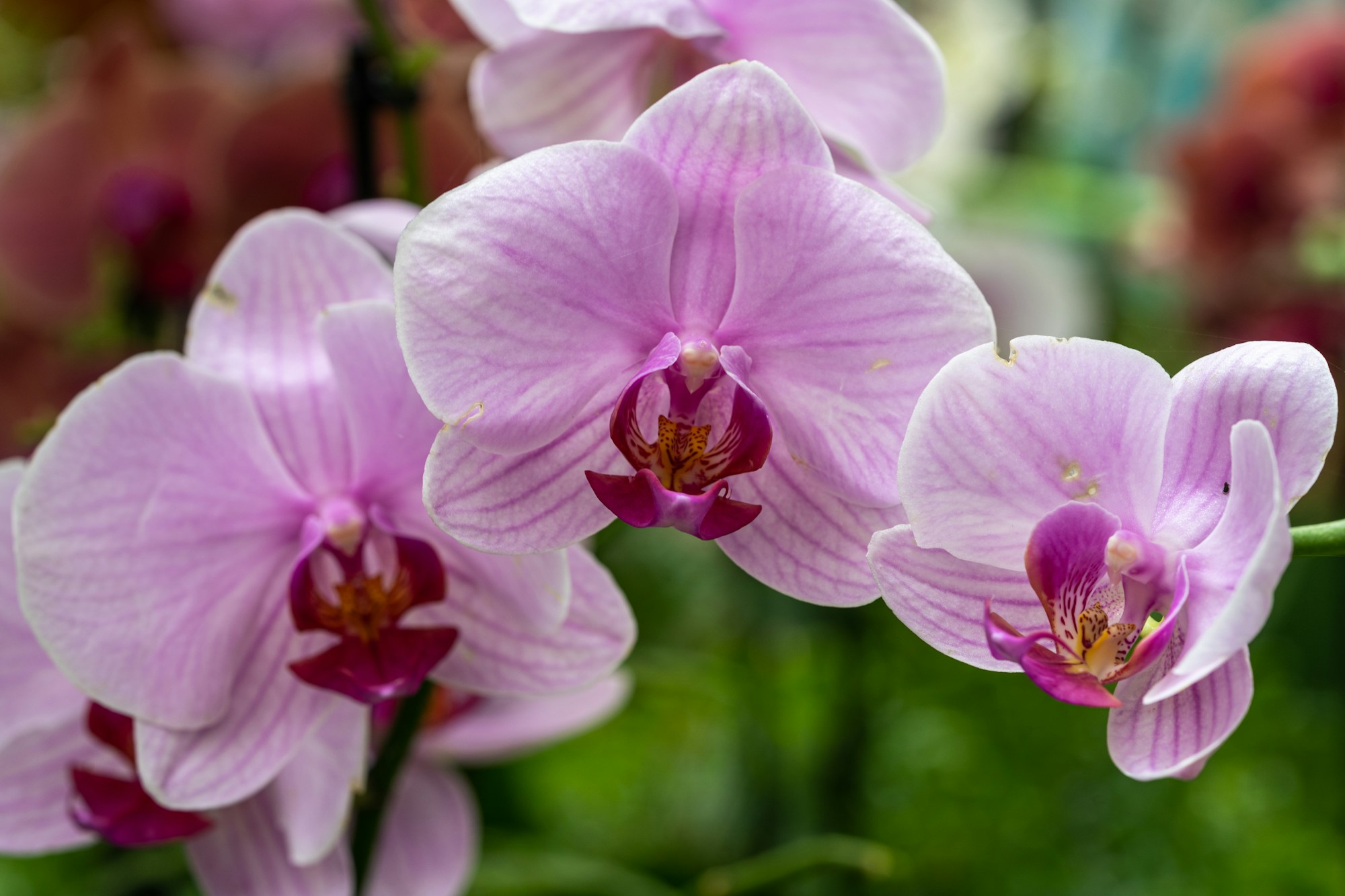 A vanilla orchid in pink bloom