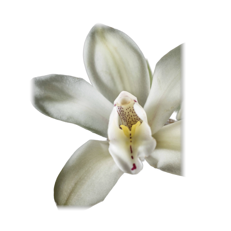 A cut vanilla pod revealing the vanilla caviar seeds inside