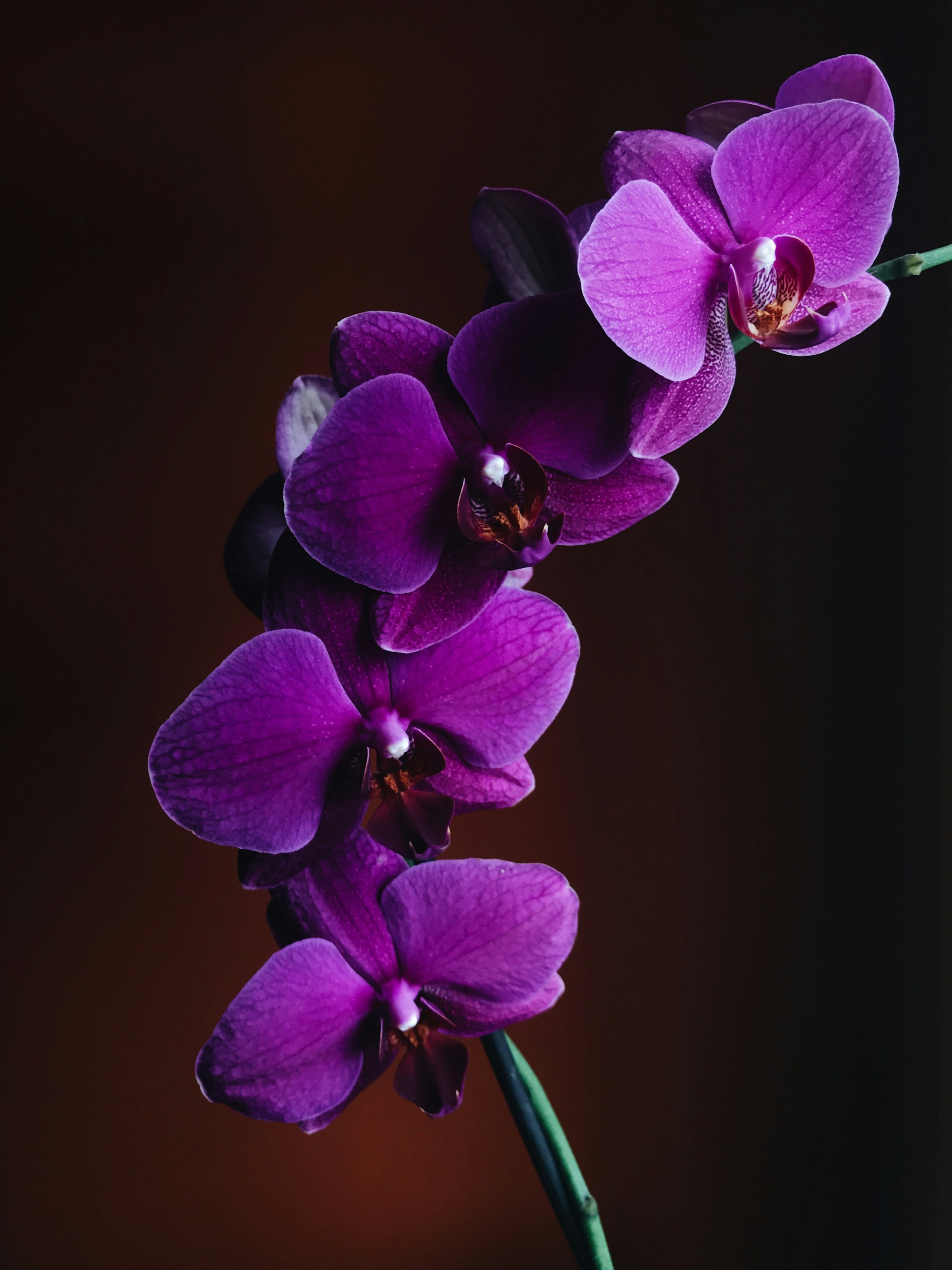 A dark-moody close-up of a vanilla orchid
