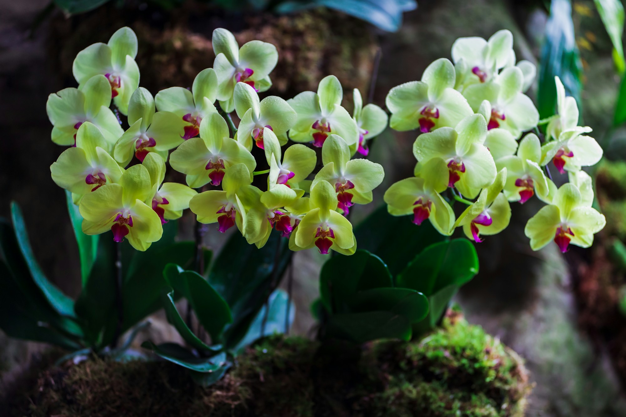 A vanilla orchid in pale bloom
