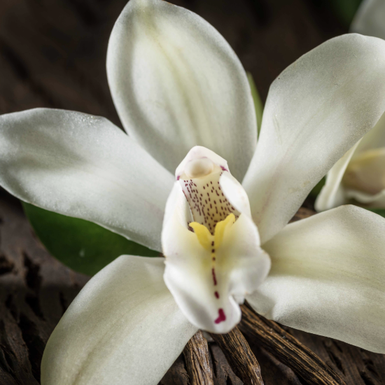 A vanilla orchid in soft daylight