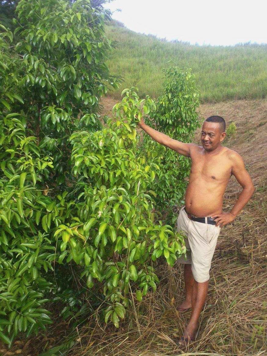 A farmer standing beside a clove tree in Madagascar