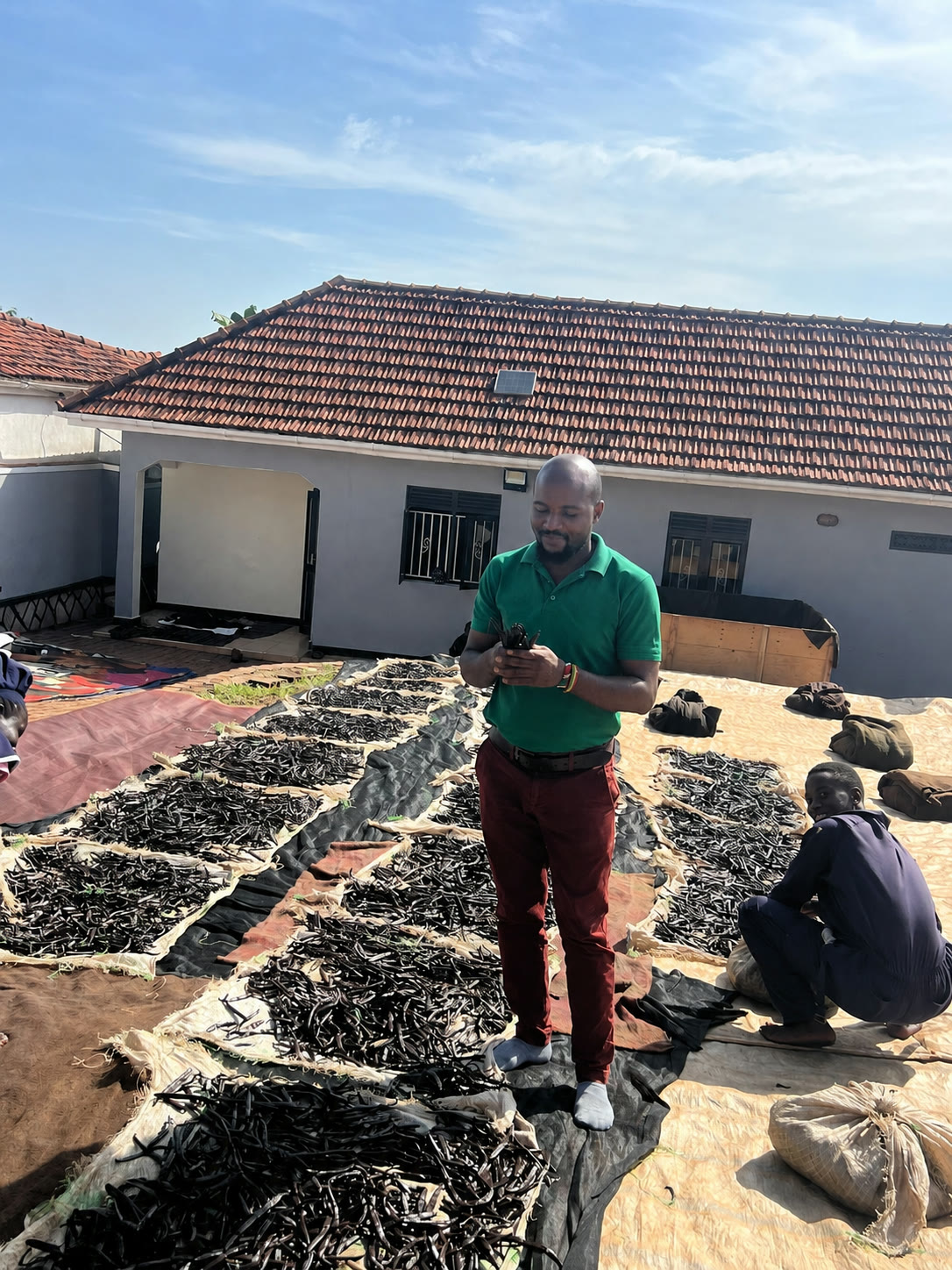 A farmer standing among rows of harvested pods drying on tarps outside a farmhouse