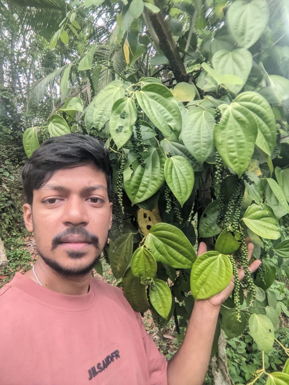 A farmer standing beside pepper vines heavy with green peppercorn clusters