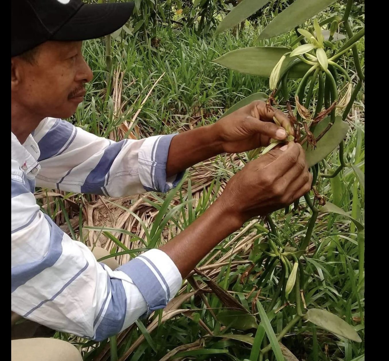 A farmer hand-pollinating a vanilla orchid on the farm