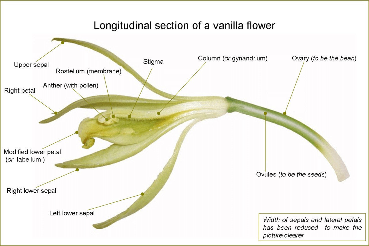 Longitudinal section of a vanilla flower with each anatomical part labelled