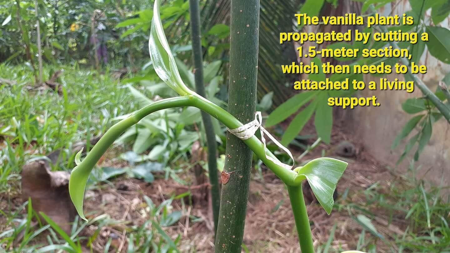 Young vanilla vine with green pods, anchored to a living-tree support