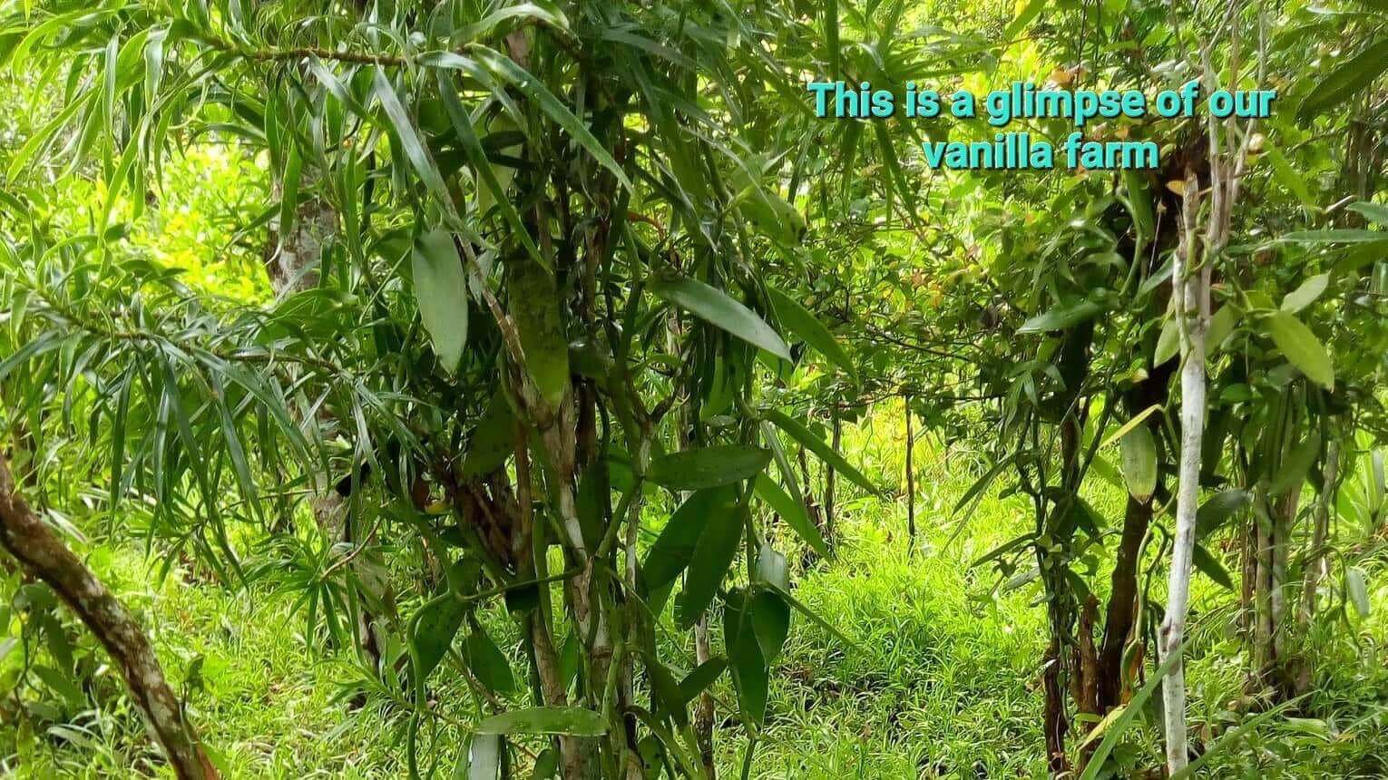 Rows of vanilla vines on living supports under the canopy at Josie's farm
