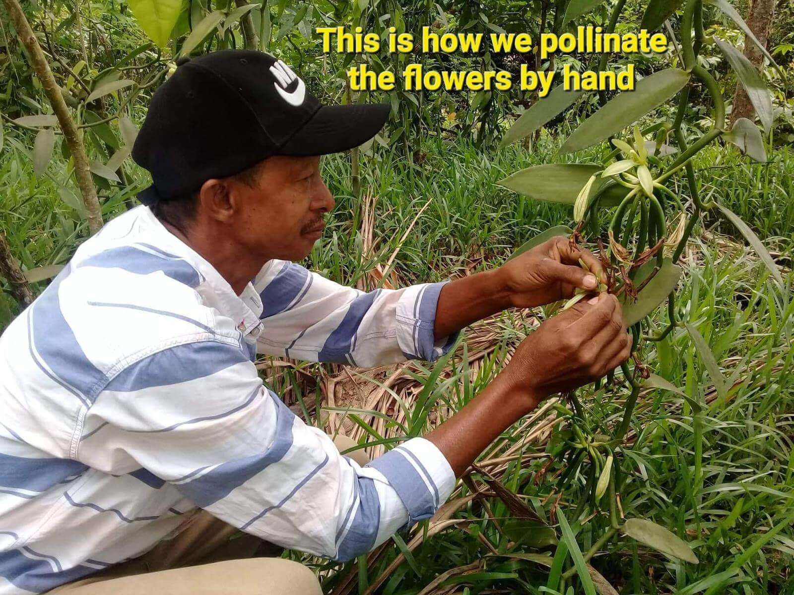 Farmer gathering young vanilla pods from a vine on the farm
