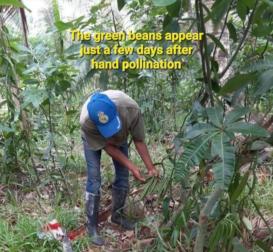Farmer tending young green vanilla pods days after hand pollination