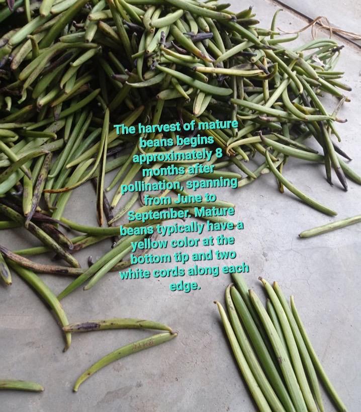 Hands placing fresh green vanilla pods into a woven basket at harvest