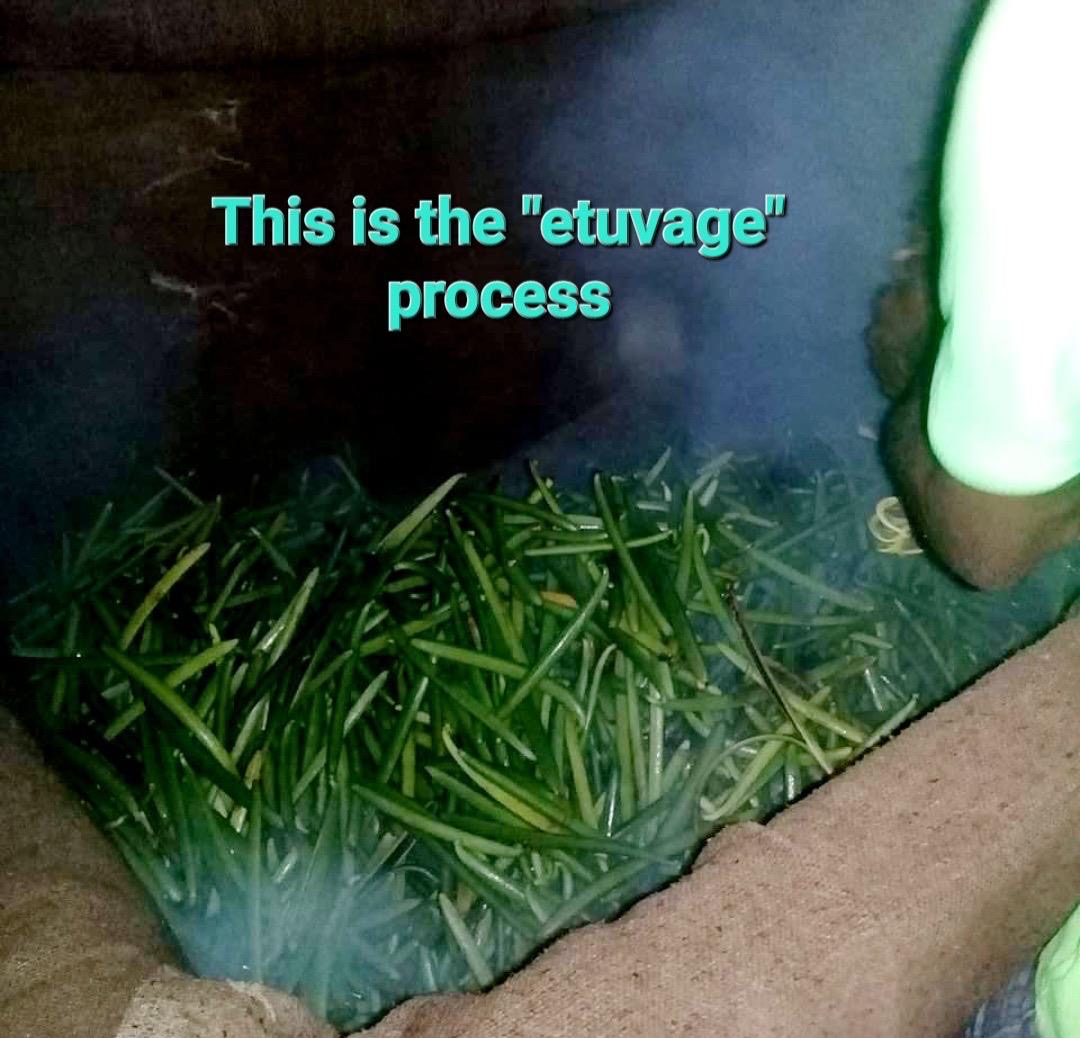 Beans piled in a smoky cloth-lined cage during the étuvage sweating stage