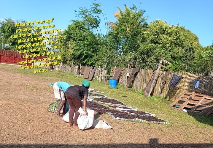 Dark vanilla beans spread on mats drying in the sun