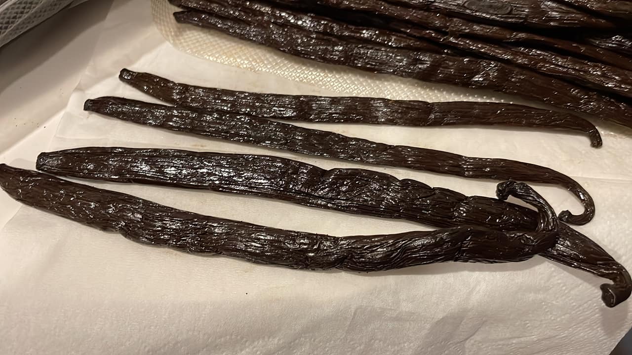 Farmer inspecting a handful of cured, glossy mahogany vanilla pods