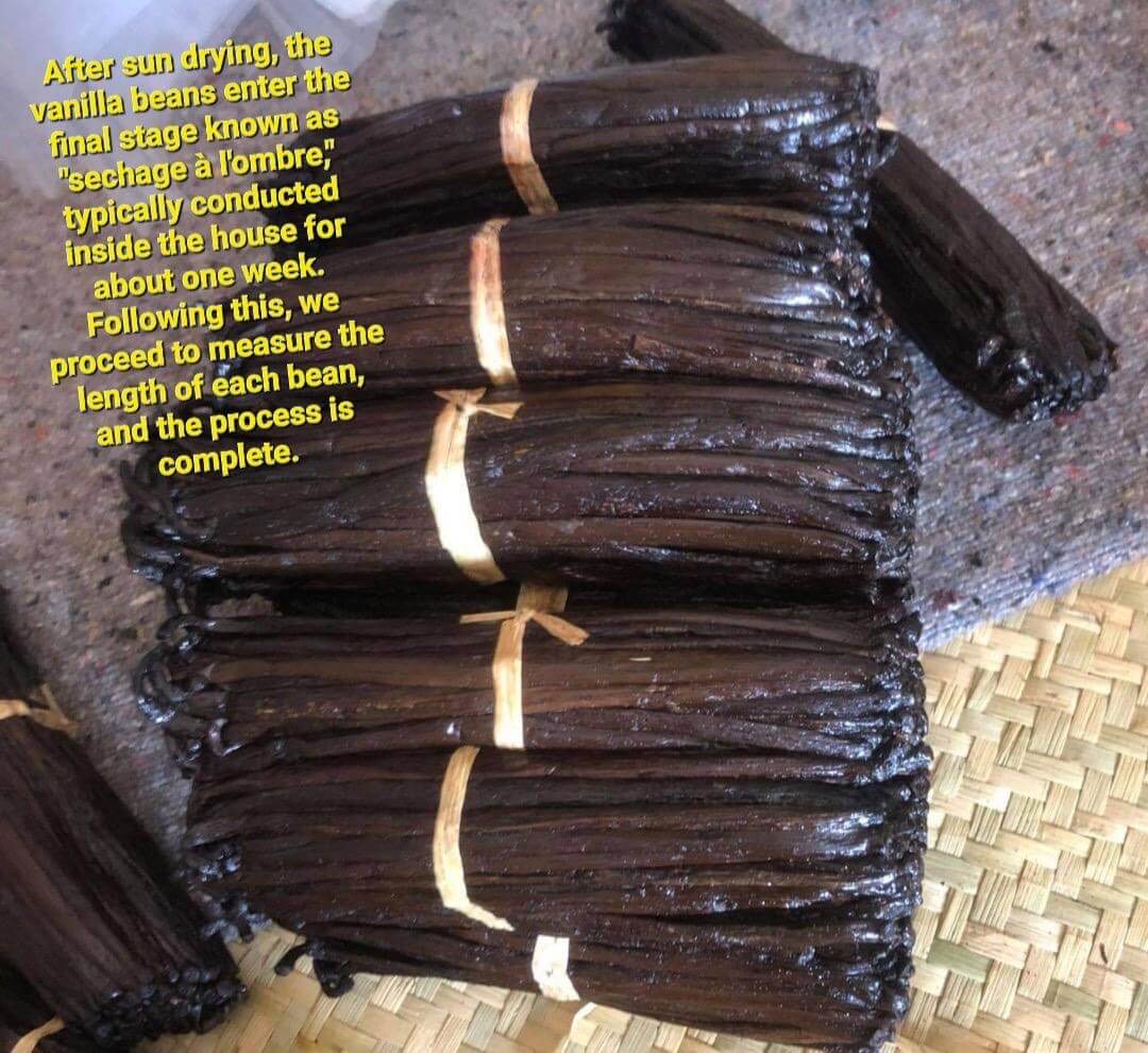 Finished cured vanilla pods bundled with raffia ties, ready to ship