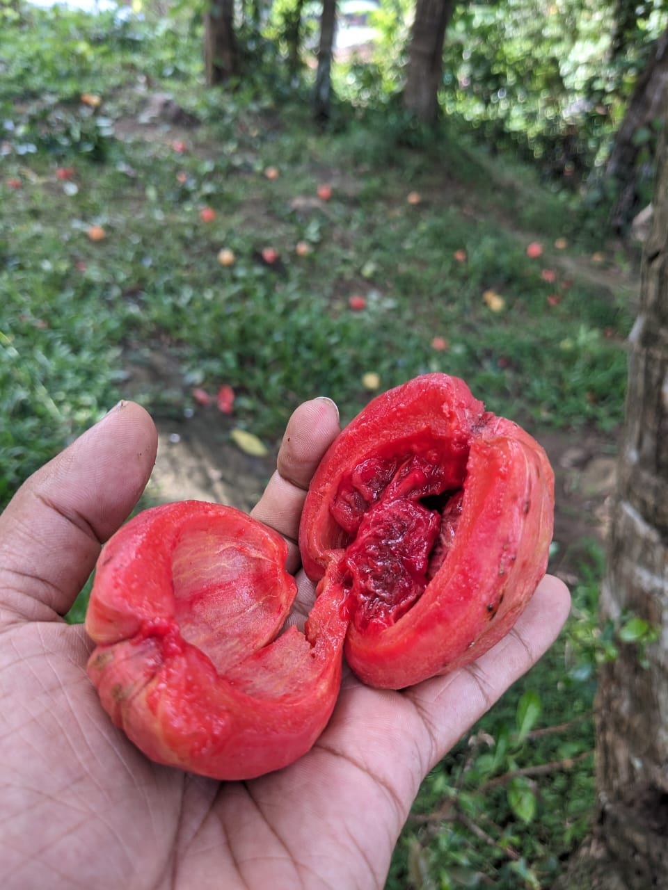 Fresh goraka fruit split open showing bright pink flesh — before drying